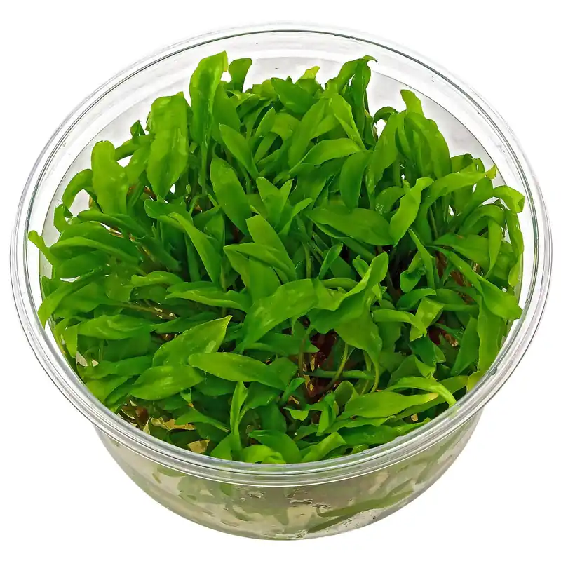 Jetzt Kaufen Cryptocoryne wendtii "Green" Schwierigkeit