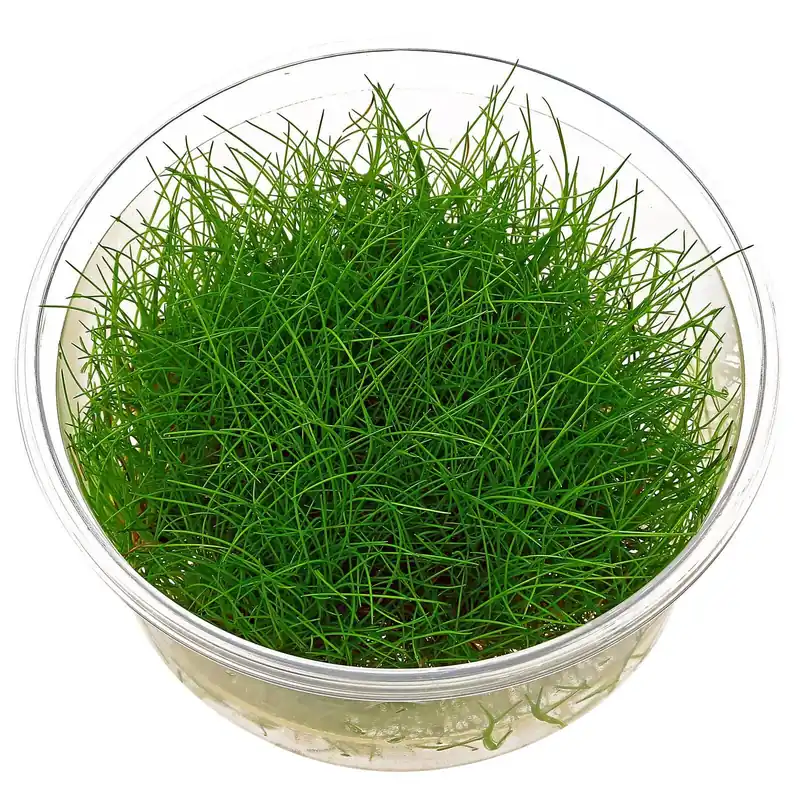 Markenware Eleocharis acicularis Schwierigkeit