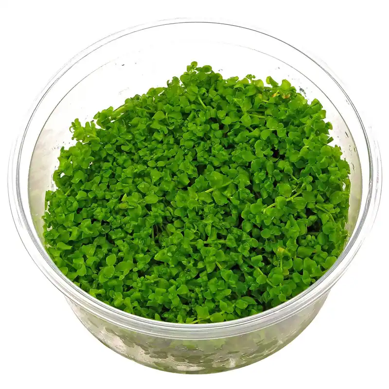 Micranthemum tweediei ("Montecarlo-3") Schwierigkeit Schnäppchen