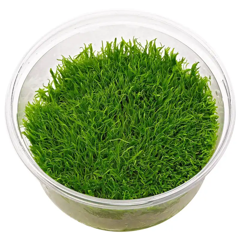 Top-Angebot Utricularia graminifolia Schwierigkeit