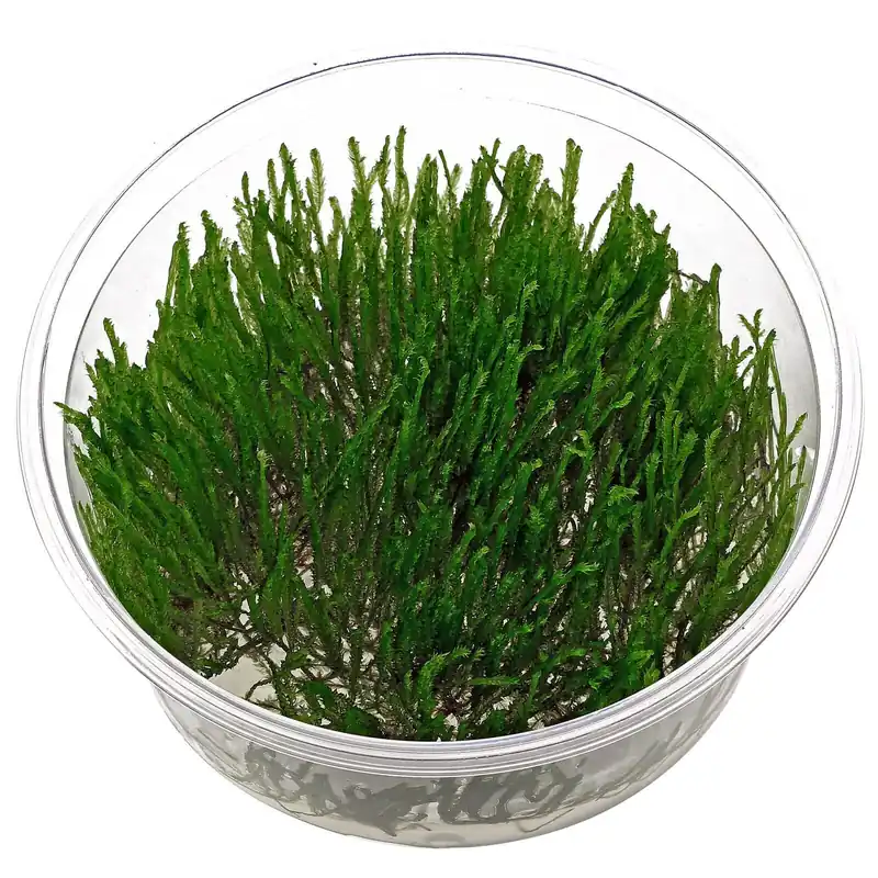 Markenprodukt Taxiphyllum sp. "Spiky Moss" Schwierigkeit