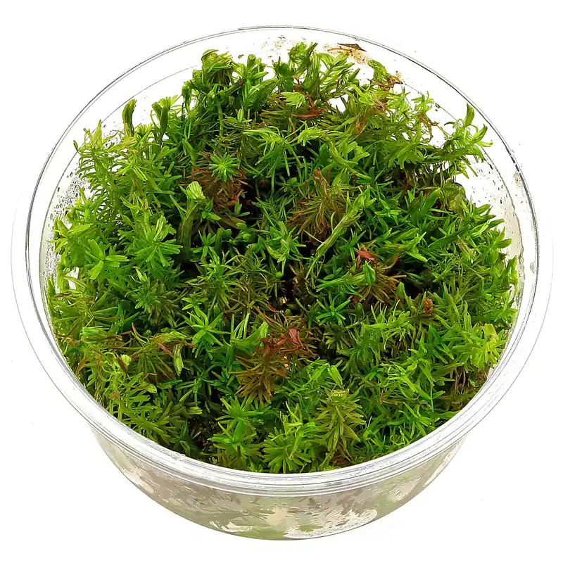 Preis Gesenkt Rotala wallichii Schwierigkeit