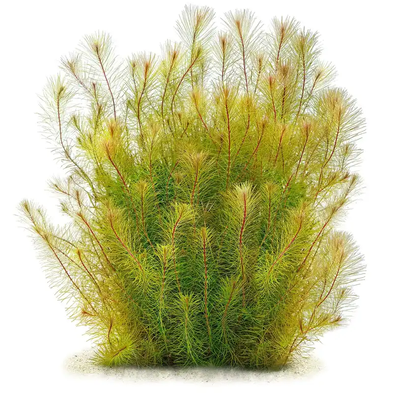 Rotala sp. 'Vietnam' Schwierigkeit Preisreduziert