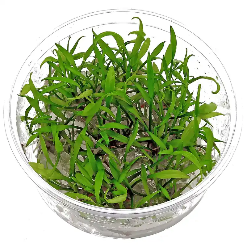 Cryptocoryne parva Schwierigkeit Nur Heute