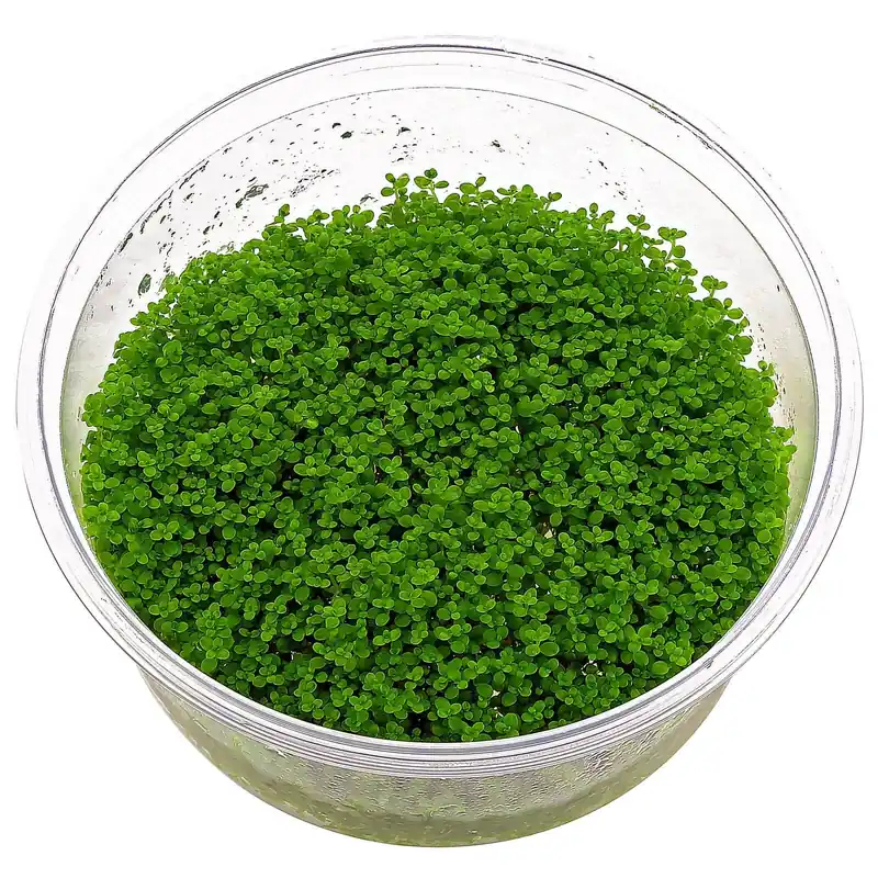 Hemianthus callitrichoides "Cuba" Schwierigkeit Preisknaller