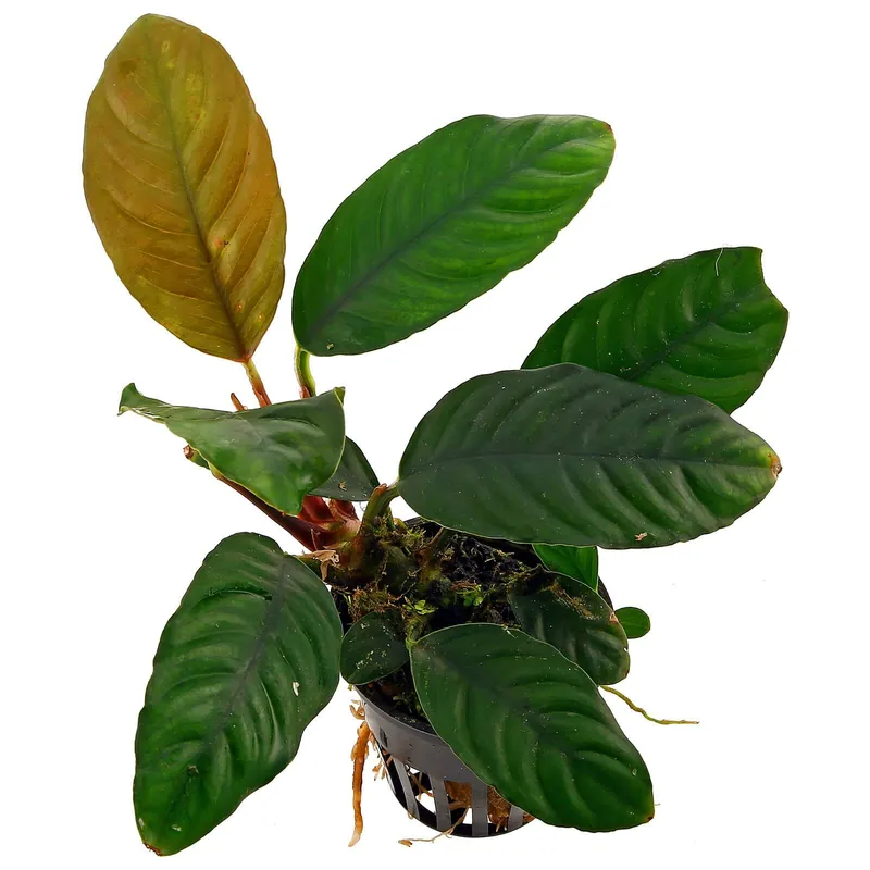 Schneller Versand Anubias barteri var. coffeifolia Schwierigkeit