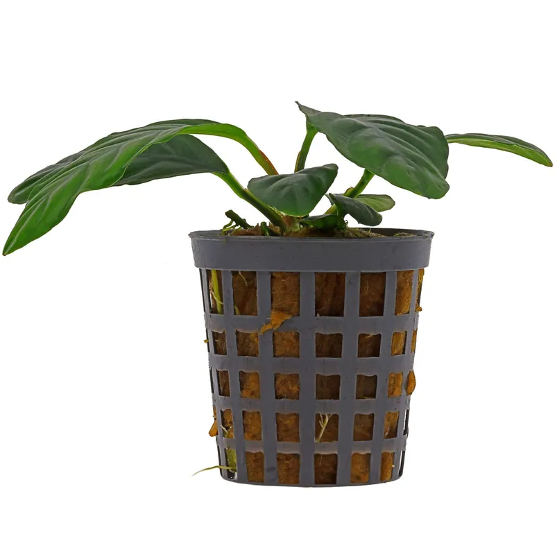 Anubias barteri var. coffeifolia Schwierigkeit Saisonangebot