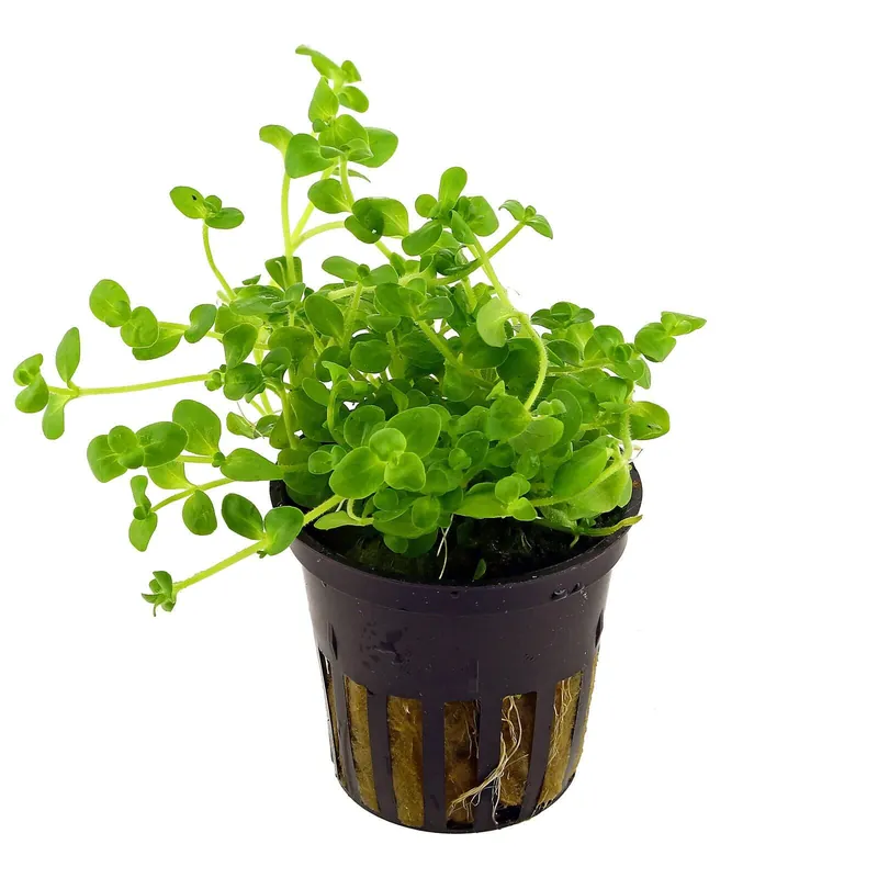 Preis Gesenkt Bacopa australis Schwierigkeit
