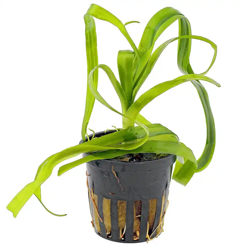 Crinum thaianum Schwierigkeit Nur Heute