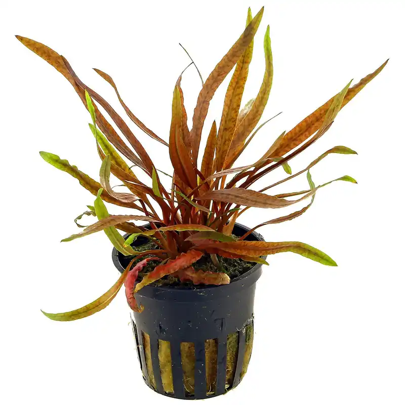 Günstig Cryptocoryne albida 'Brown' Schwierigkeit