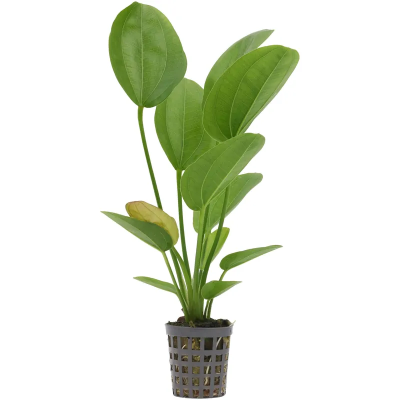 Kracherpreis Echinodorus 'Aquartica' Schwierigkeit