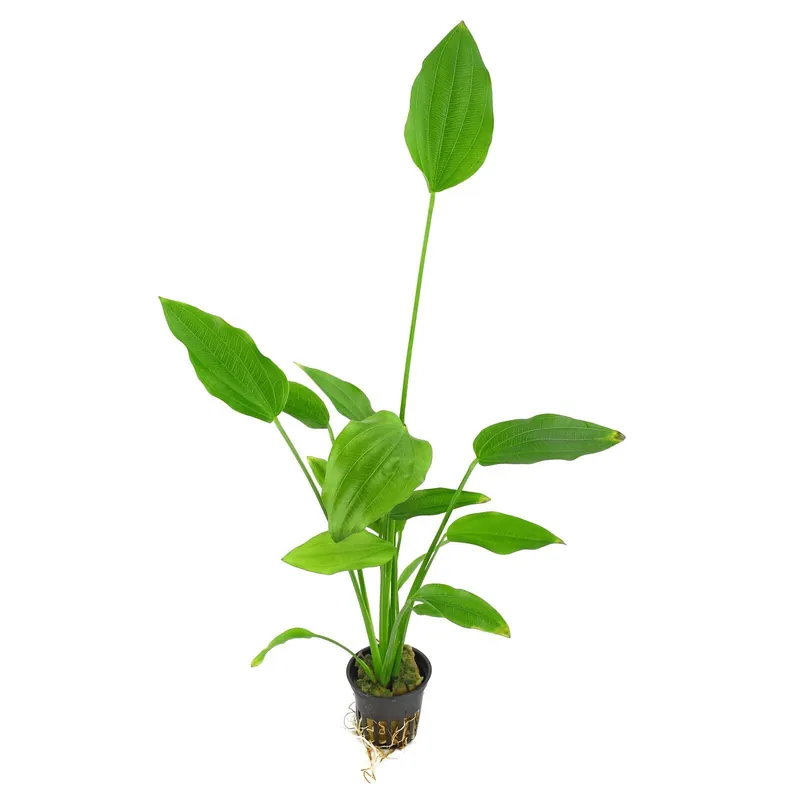 Begrenztes Angebot Echinodorus palifolius Schwierigkeit