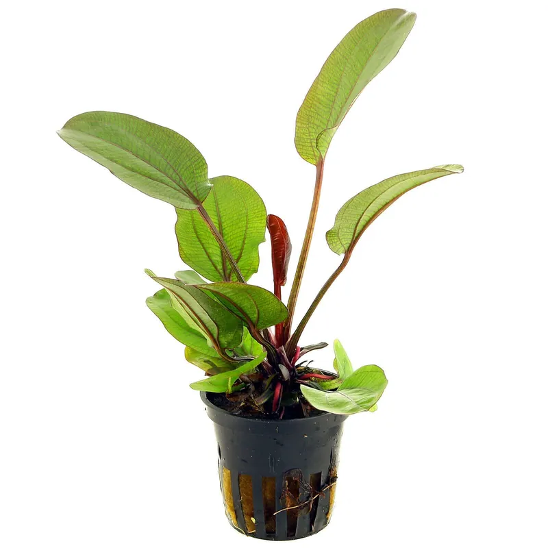 Echinodorus 'Reni' Schwierigkeit Neuheit