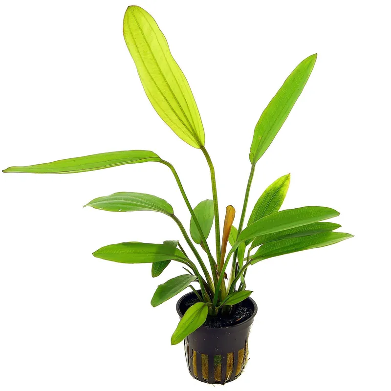 Neu Echinodorus 'Rosé' Schwierigkeit
