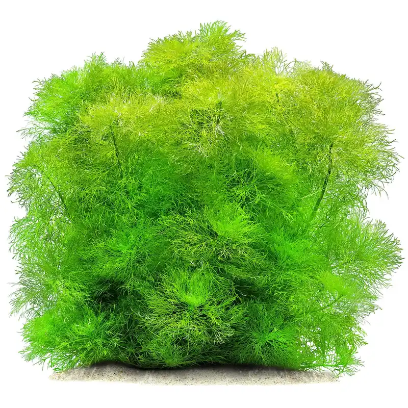 Limnophila aquatica Schwierigkeit Sonderaktion