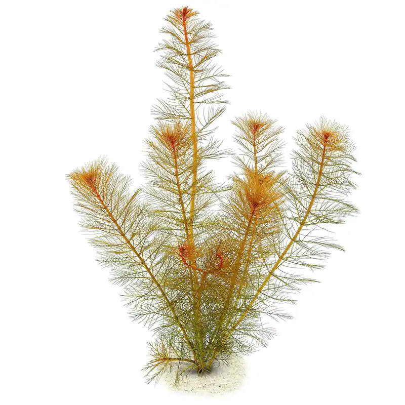 Myriophyllum tuberculatum Schwierigkeit Kracherpreis