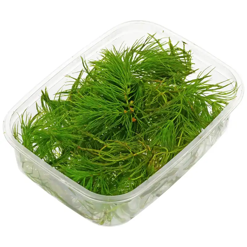 Ceratophyllum demersum 'Foxtail' Schwierigkeit Günstig