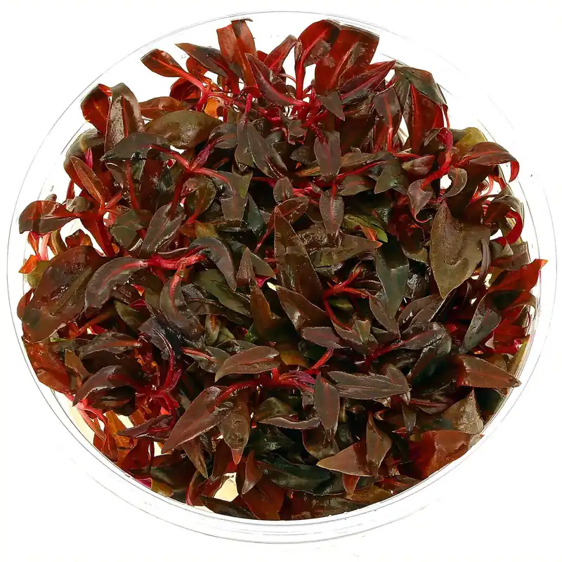 Alternanthera reineckii 'Mini' Schwierigkeit Expressversand