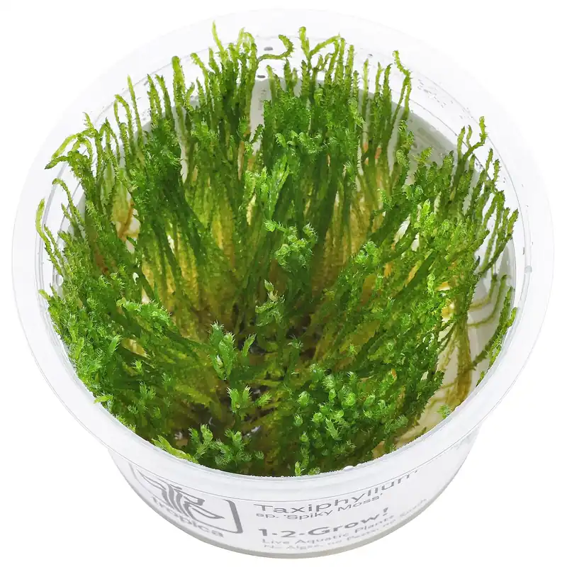 Taxiphyllum sp. "Spiky Moss" Schwierigkeit Bestpreis