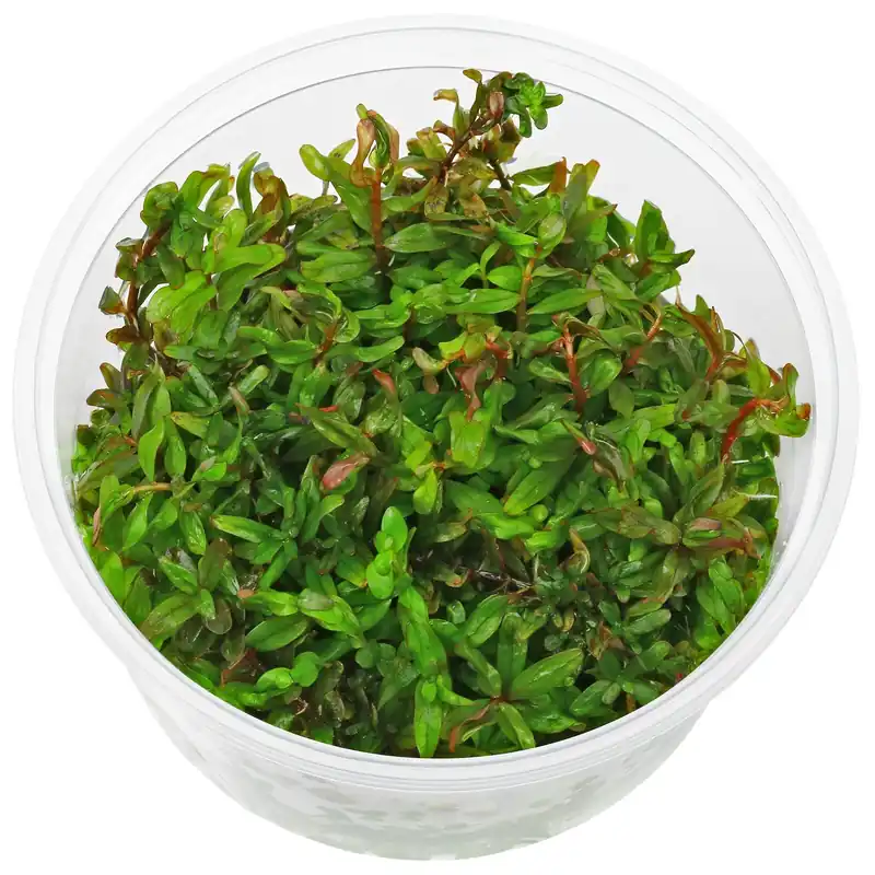 Rotala rotundifolia "Gia Lai" / "H'Ra" Schwierigkeit Meistverkauft