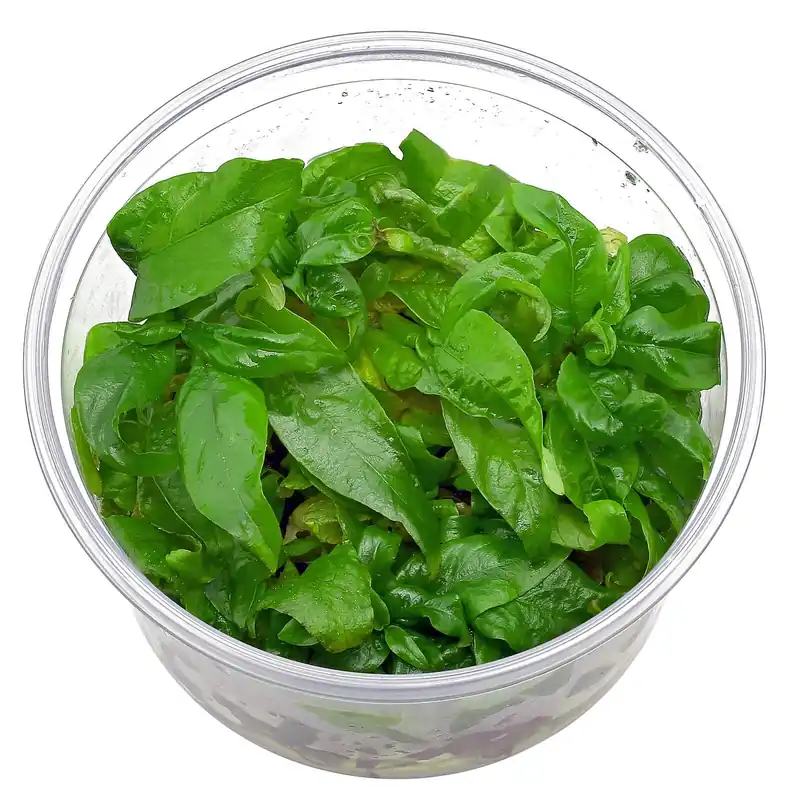 Hygrophila corymbosa 'Siamensis' Schwierigkeit Heißes Angebot