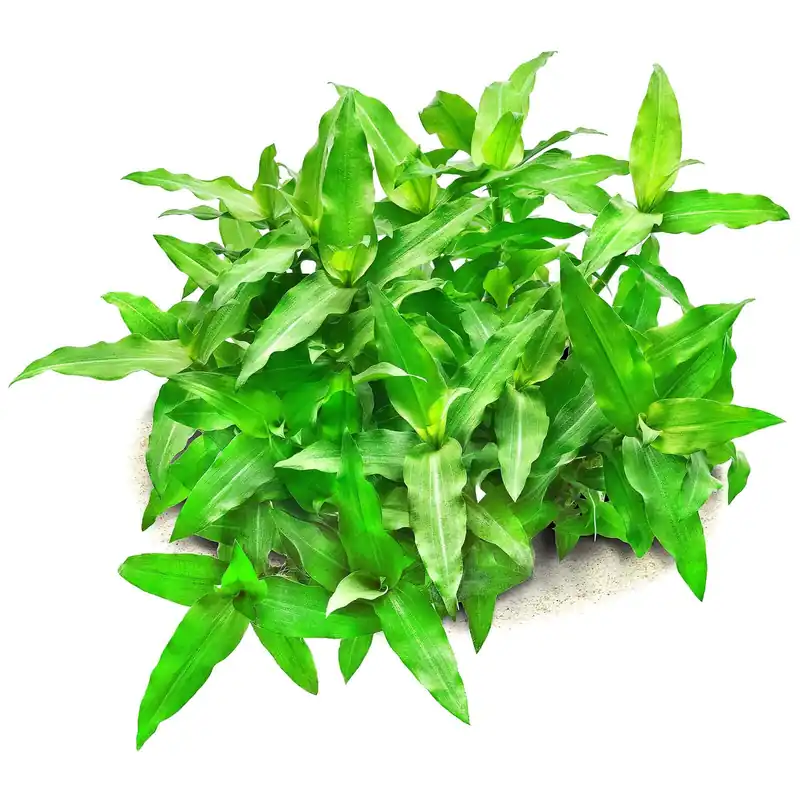 Preis Gesenkt Floscopa cf. scandens Schwierigkeit