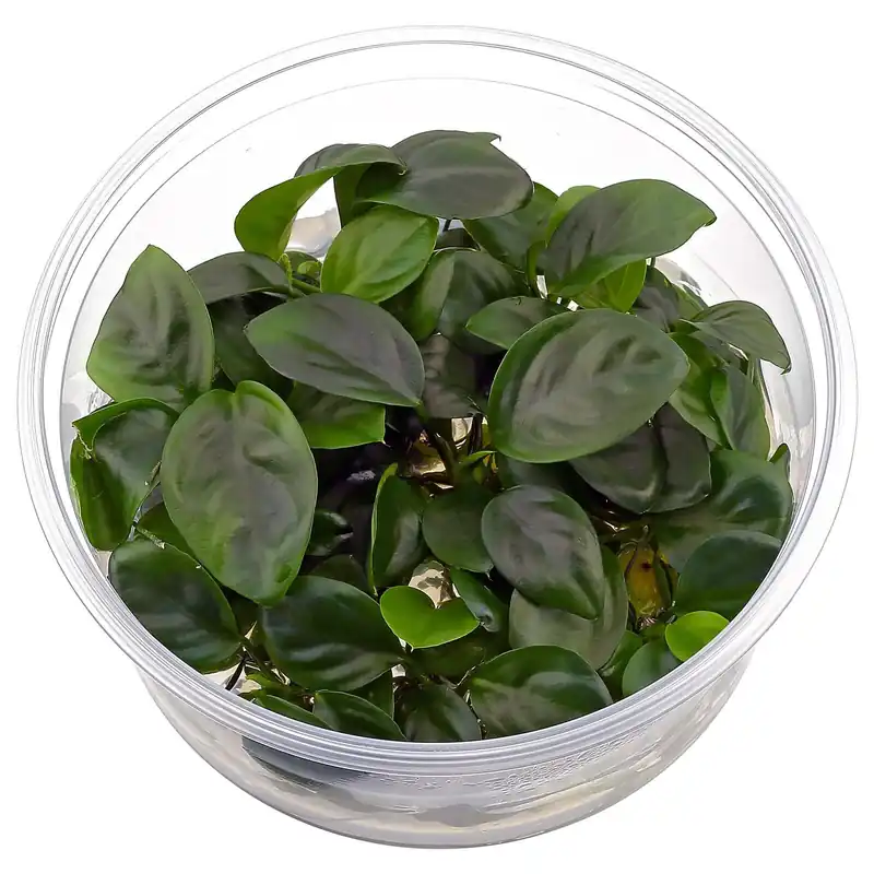Anubias barteri 'Compact' Schwierigkeit Sonderangebot