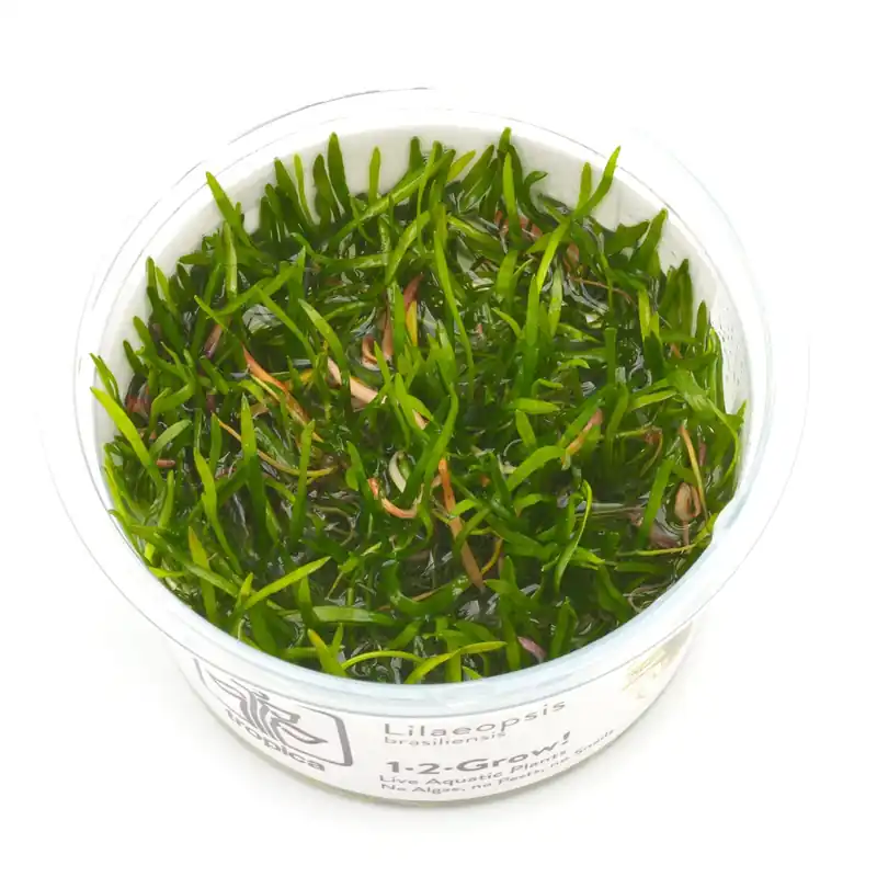 Lilaeopsis brasiliensis Schwierigkeit Billig