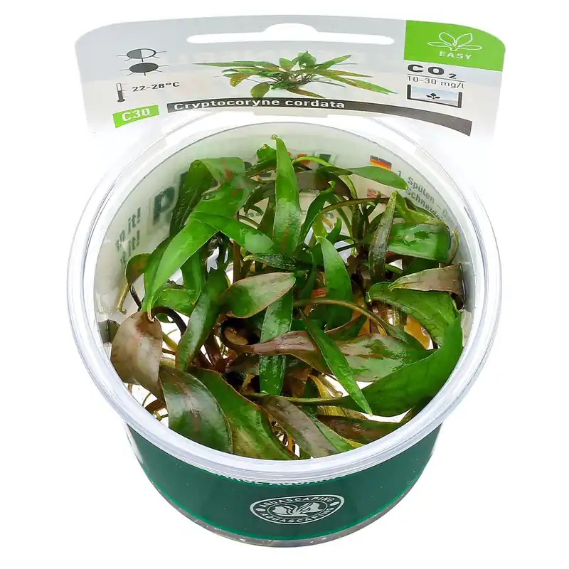 Jetzt Bestellen Cryptocoryne cordata var. siamensis Schwierigkeit