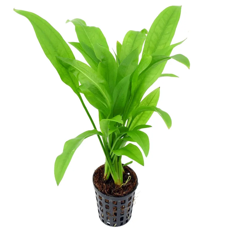 Preis Gesenkt Echinodorus grisebachii 'Parviflorus' Schwierigkeit