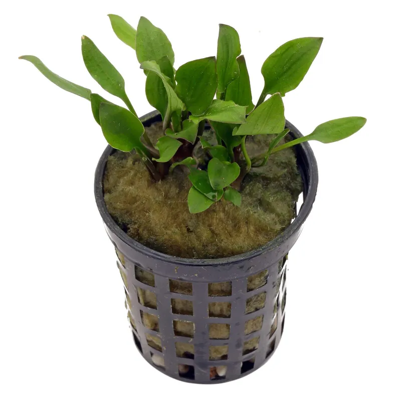Cryptocoryne walkeri 'Hobbit' Schwierigkeit Bestseller
