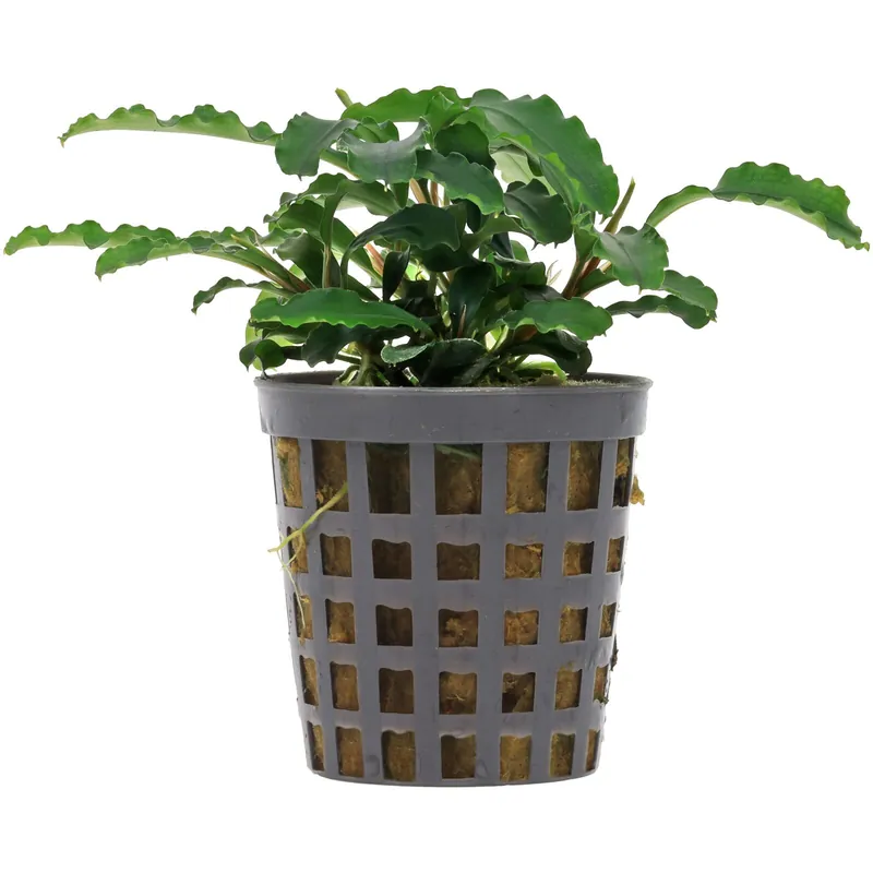 Solange Der Vorrat Reicht Bucephalandra pygmaea "Bukit Kelam / Sintang" Schwierigkeit