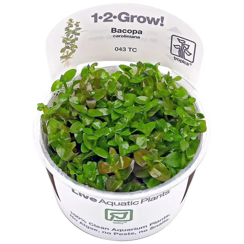 Bestseller Bacopa caroliniana Schwierigkeit