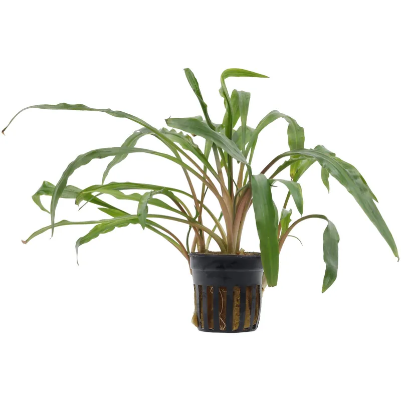Sonderangebot Cryptocoryne spiralis Schwierigkeit