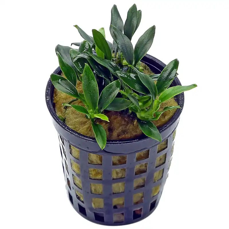 Geprüft Anubias barteri var. nana 'Pangolino' Schwierigkeit