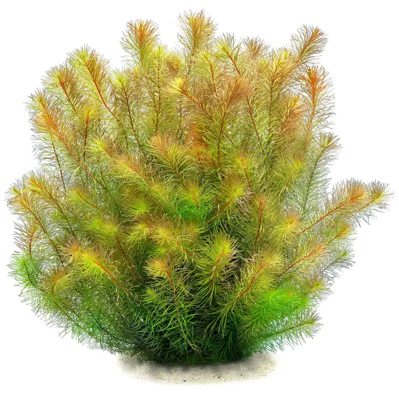 Rotala wallichii "Bangladesh" Schwierigkeit Billig