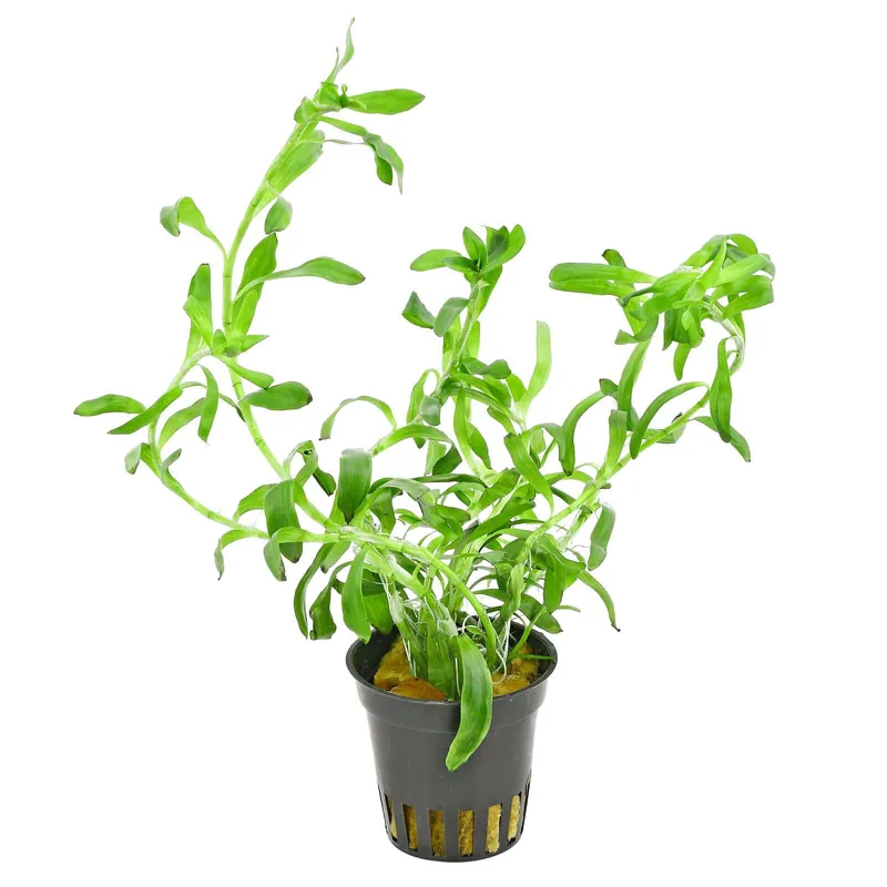 Top-Angebot Heteranthera zosterifolia Schwierigkeit
