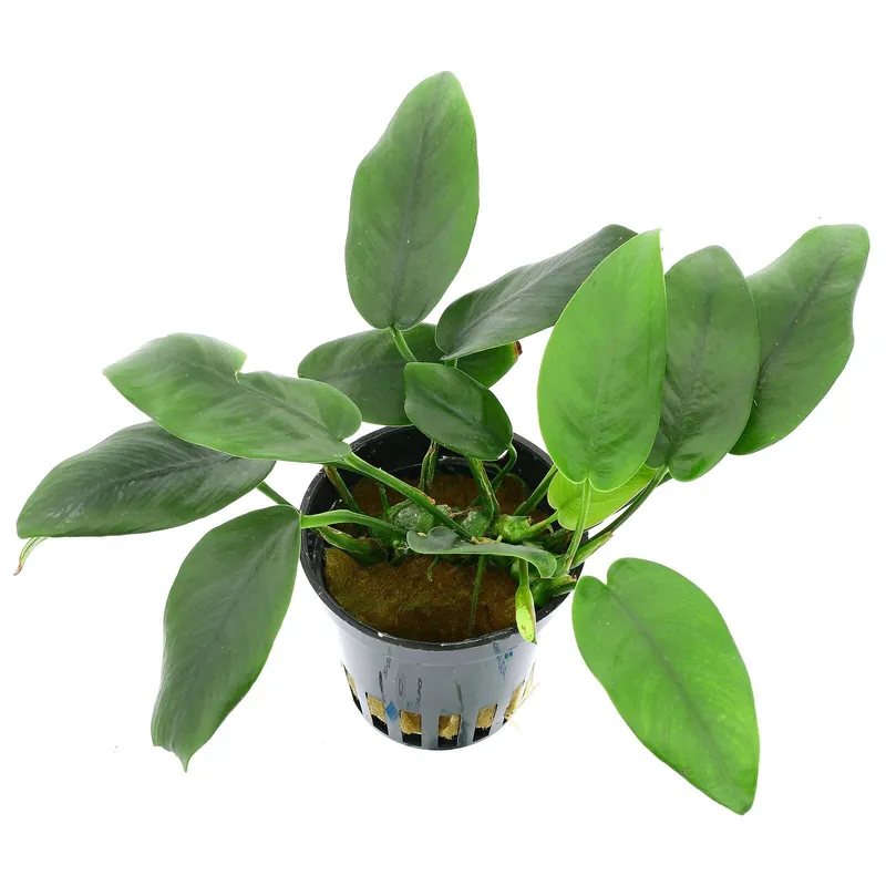 Anubias barteri var. nana 'Bolang' Schwierigkeit Preisknaller