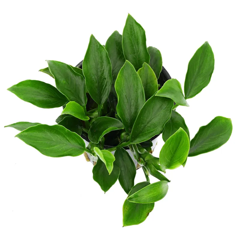 Super-Preis Anubias barteri var. nana 'Paxing' Schwierigkeit