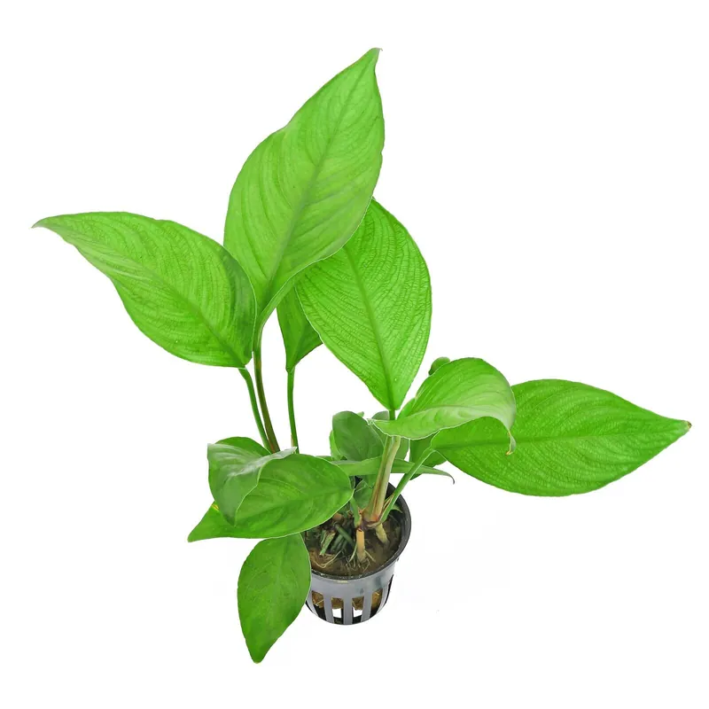 Expressversand Anubias heterophylla Schwierigkeit
