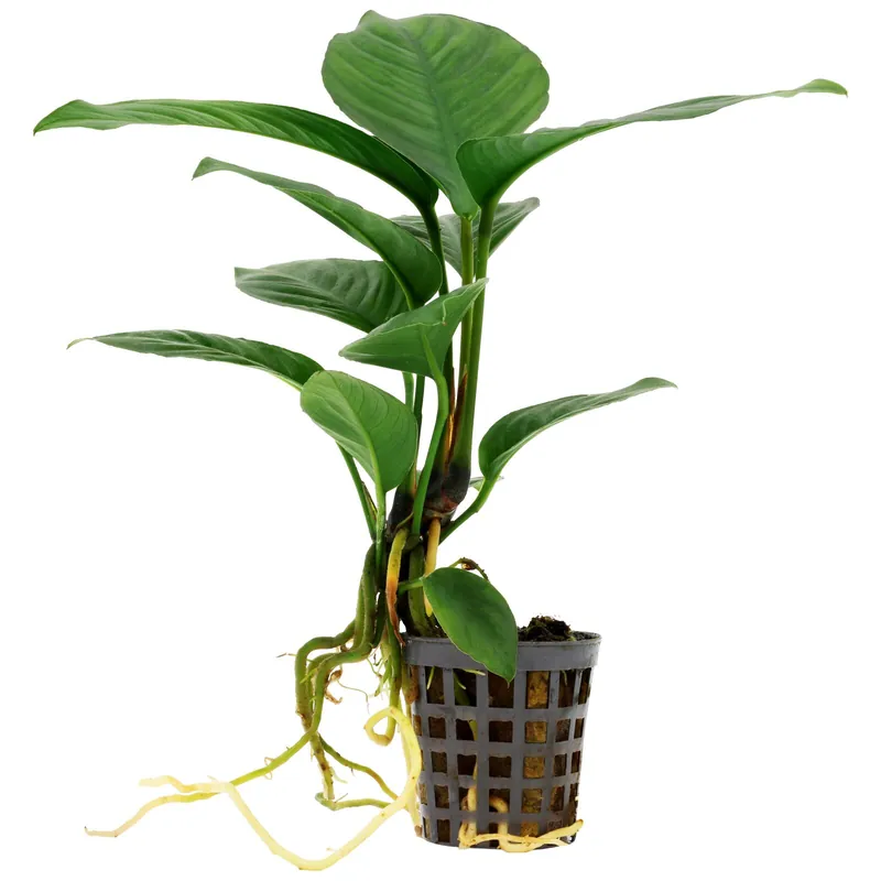 Top-Angebot Anubias heterophylla Schwierigkeit