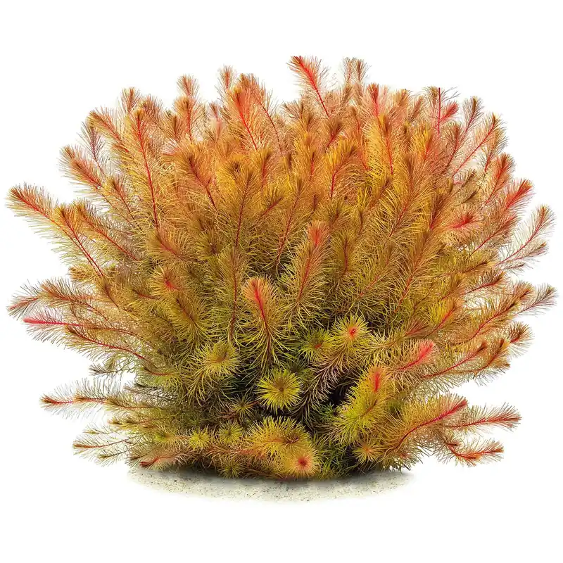 Rotala sp. "Cambodia" Schwierigkeit Expressversand
