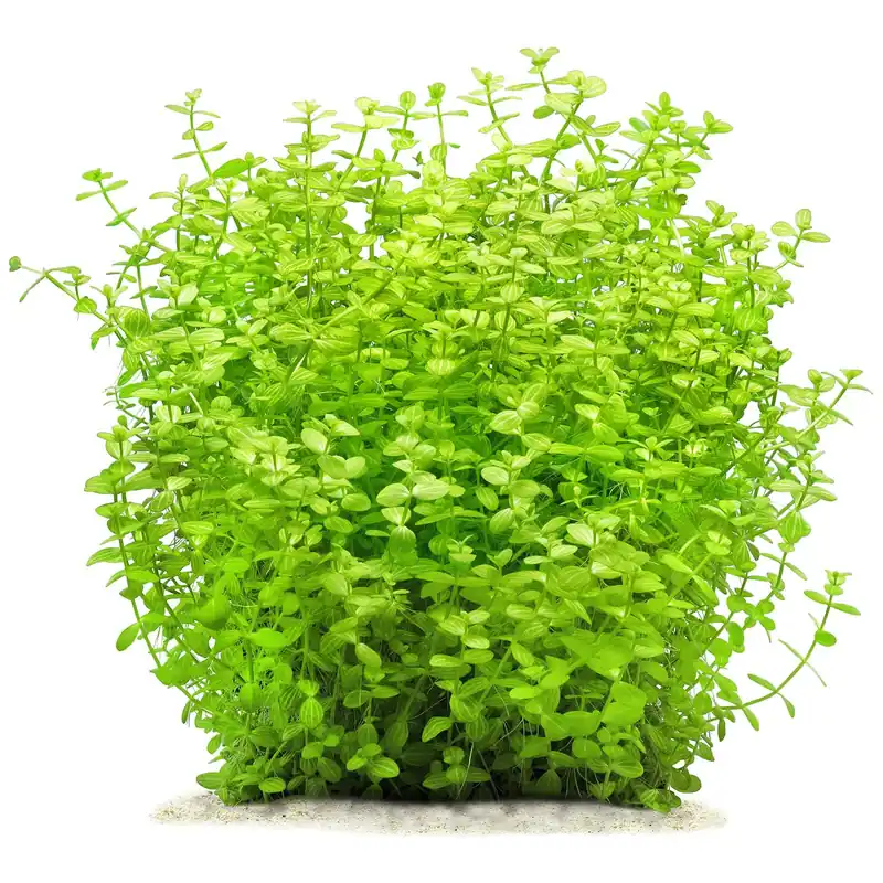 Direkt Vom Hersteller Lindernia rotundifolia 'Variegated' Schwierigkeit