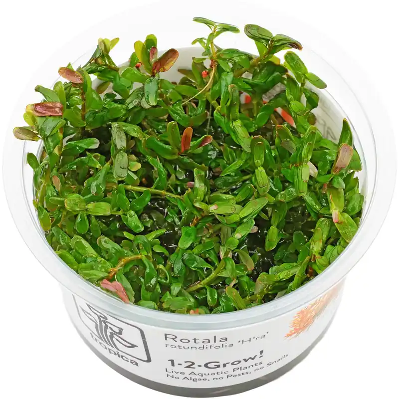 Rotala rotundifolia "Gia Lai" / "H'Ra" Schwierigkeit Top-Preis