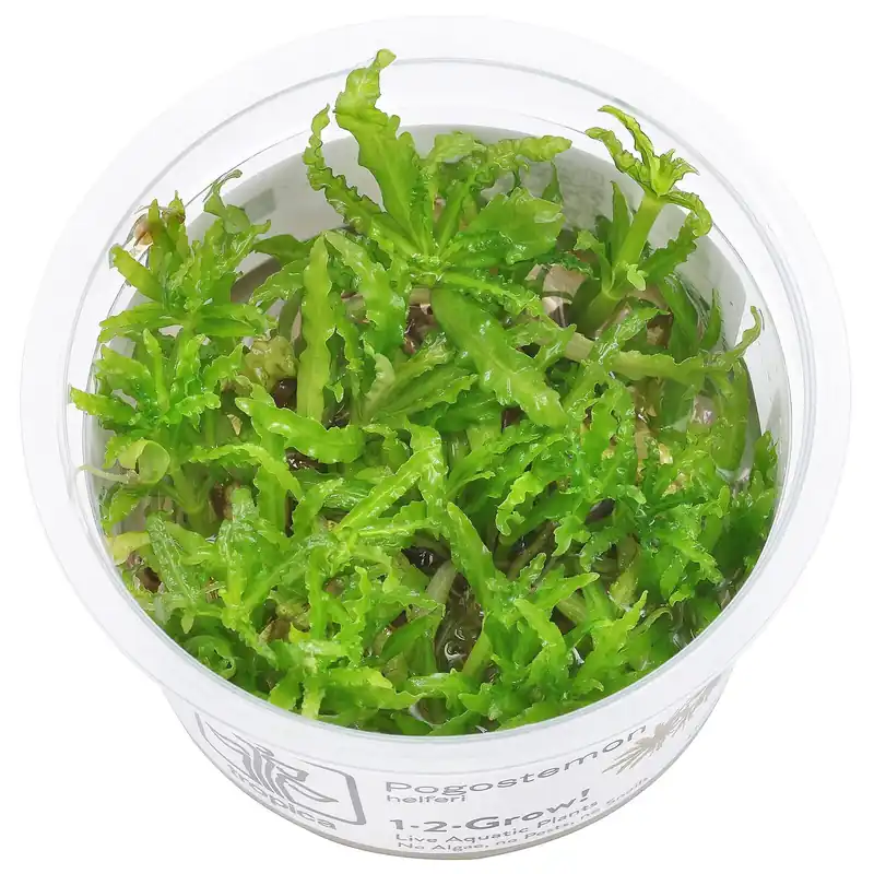 Neue Ware Pogostemon helferi Schwierigkeit
