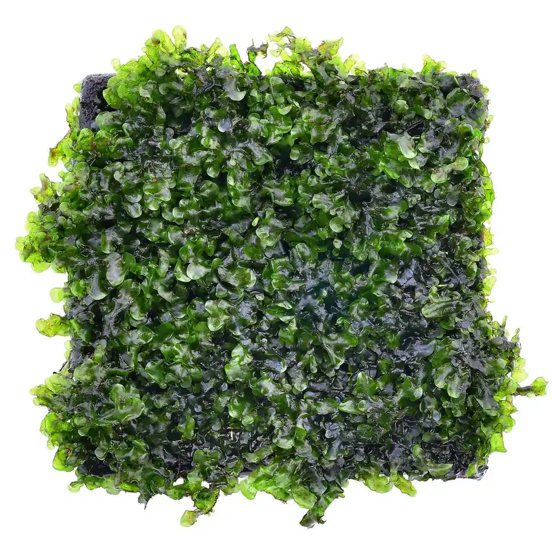 Microsorum pteropus 'Prothallium' Schwierigkeit Letzte Chance