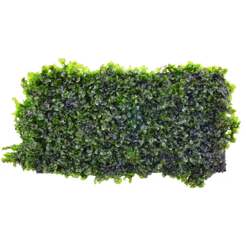 Top-Preis Microsorum pteropus 'Prothallium' Schwierigkeit