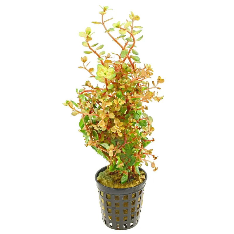 Rotala rotundifolia 'Orange Juice' Schwierigkeit Nur Heute