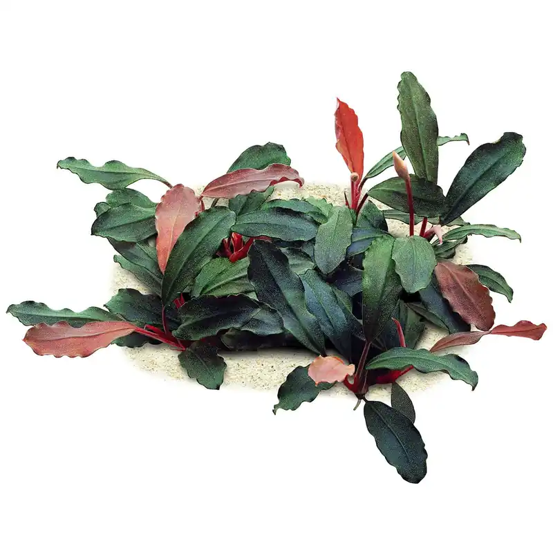 Bucephalandra sp. "Red" Schwierigkeit Expressversand