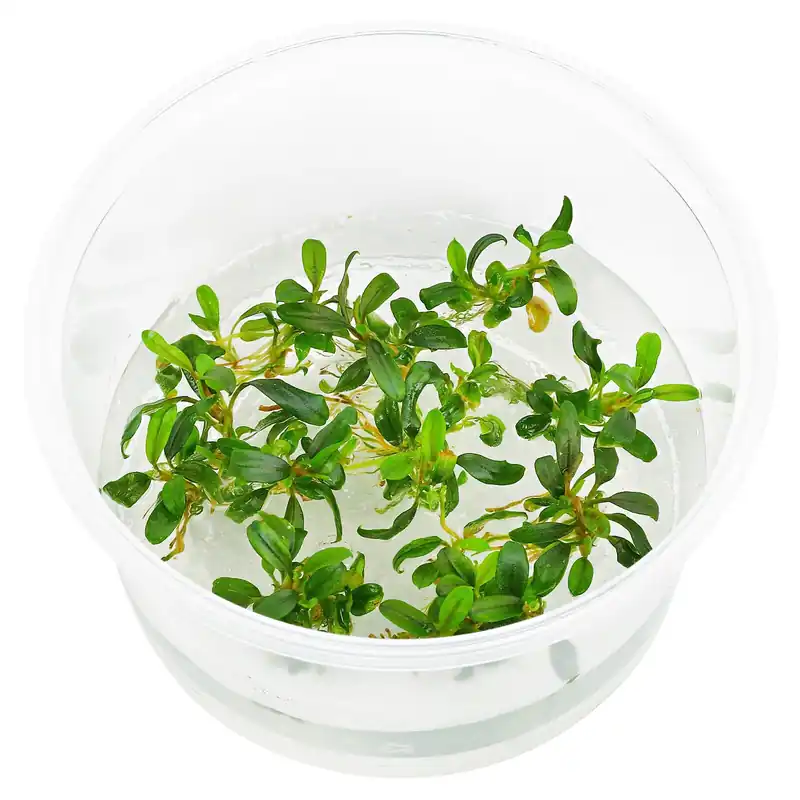 Bucephalandra sp. "Mini Needle Leaf" Schwierigkeit Sichere Zahlung